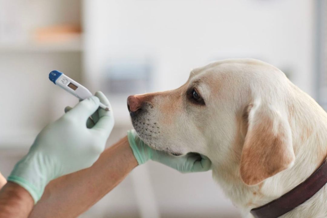 Whats A Dangerous Temperature For A Dog